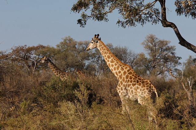 130 Okavango Delta, giraf.jpg